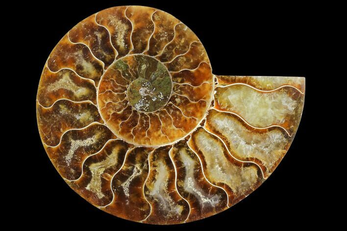 Agatized Ammonite Fossil (Half) - Madagascar #125074